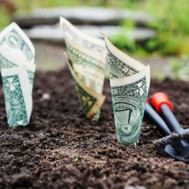 Money Harvest